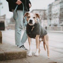 Hunter Hundepullover Genf grau