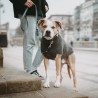 Hunter Hundepullover Genf grau