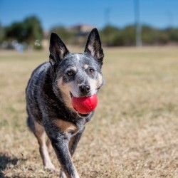 KONG® Ball rot